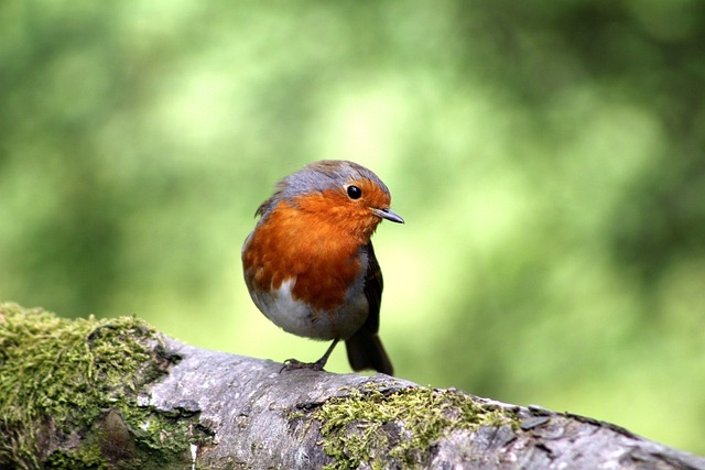 bird-5219205_640