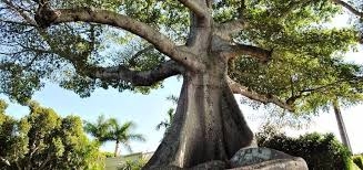 Ceiba