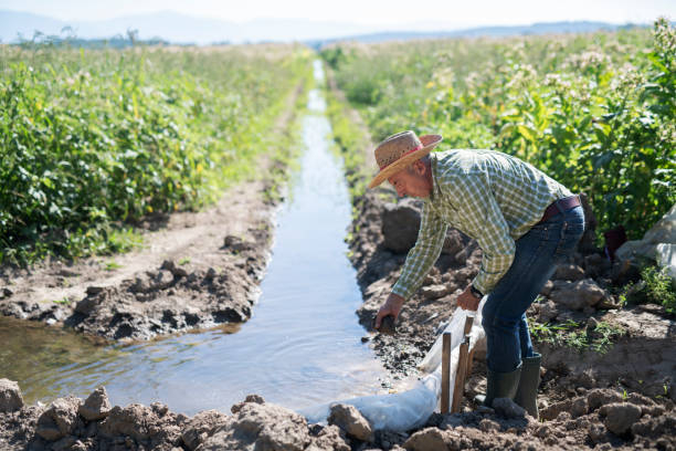 senior-farmer-drains-water-for-watering